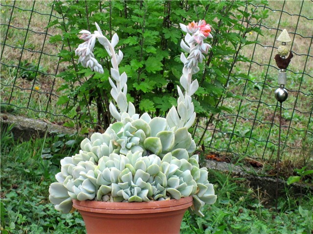 Echeveria runyonii